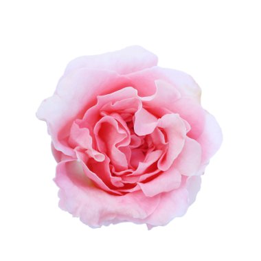 Beyaz arka plan üzerinde izole pembe balsam