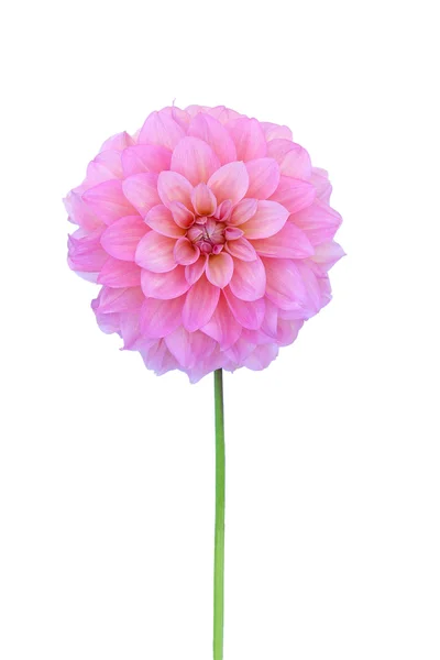 Pink dahlia isolated on white background — Stock Photo, Image