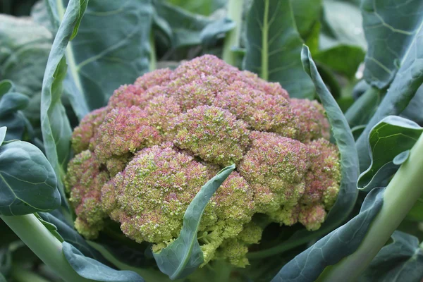 Cabeza de coliflor de col — Foto de Stock