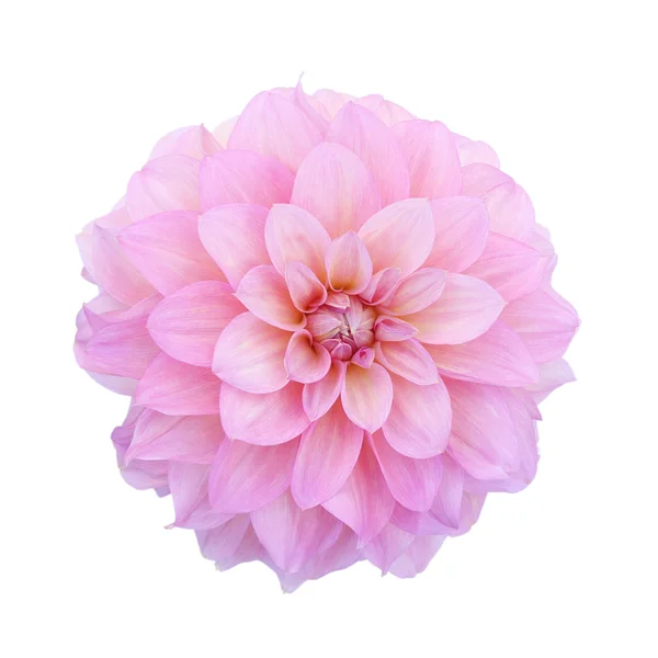 Růžové dahlia izolovaných na bílém pozadí Royalty Free Stock Obrázky