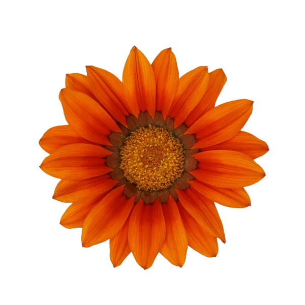 Orange gazania isolerad på vit bakgrund Stockfoto