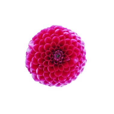 Beyaz arkaplanda mor yıldız çiçeği izole