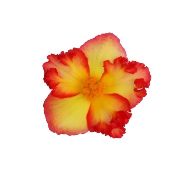 Beyaz arka planda kırmızı begonyalı sarı