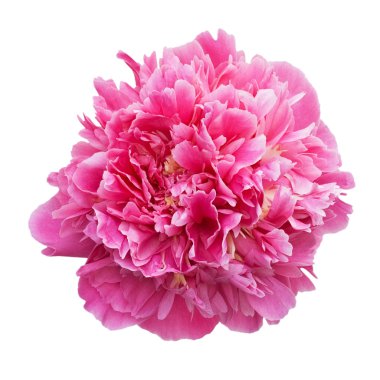 Pembe şakayık beyaz arkaplanda izole edilmiş