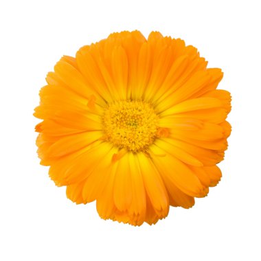 Beyaz bir arka plan üzerinde izole calendula çiçek