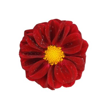 Kırmızı yıldız, beyaz arkaplanda izole edildi