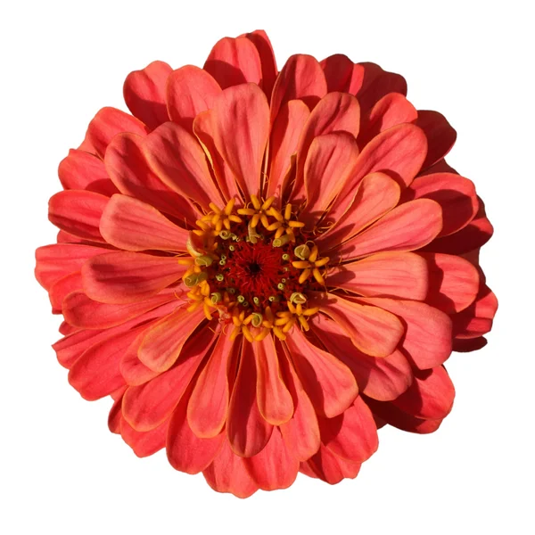 Zinnia vermelho claro isolado no fundo branco — Fotografia de Stock