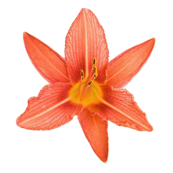 Orange vilda lily isolerad på vit bakgrund — Stockfoto
