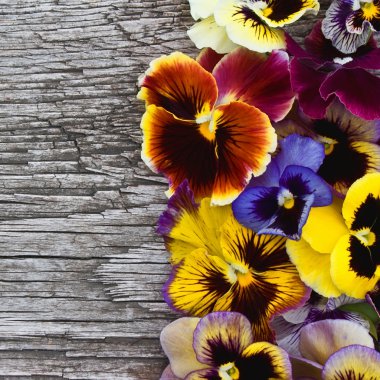 eski ahşap zemin üzerine Menekşe