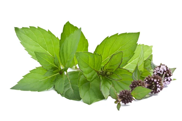 Menthe aux fleurs isolées sur fond blanc — Photo