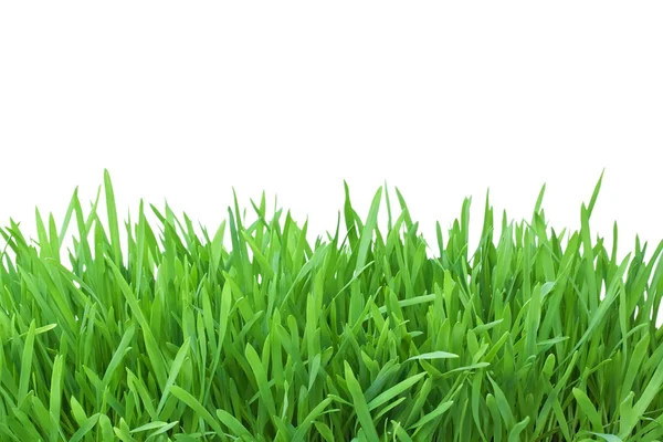 Green grass isolated on white background — Stock Photo, Image