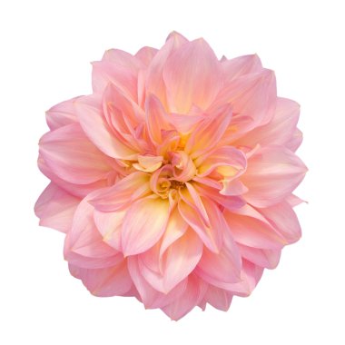 pembe dahlia beyaz zemin üzerine izole