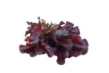 Beyaz arka plan üzerinde izole mor marul