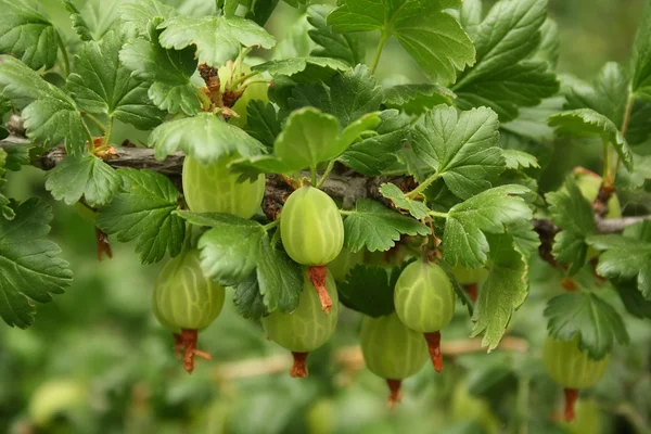 Arbusto di uva spina con bacche e foglie verdi — Foto Stock