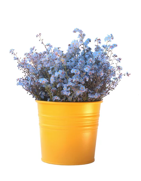 Bouquet di non dimenticarti di me in vaso di fiori giallo brillante isolato Foto Stock