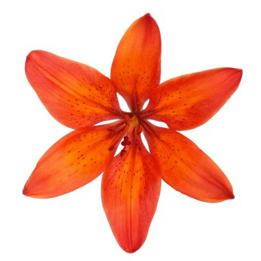 turuncu zambak beyaz arka planda izole