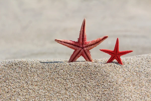 Two red starfishes in sand on a beach — Stock Photo, Image