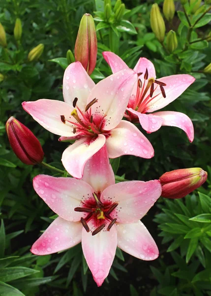 Rosa liljor i trädgården — Stockfoto