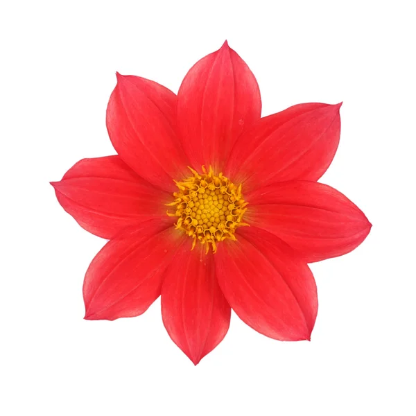 Κόκκινη dahlia απομονωμένη σε λευκό φόντο — Φωτογραφία Αρχείου