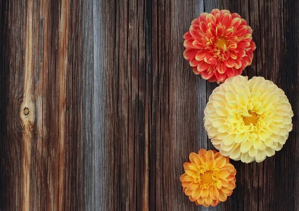 Dahlias rouges, jaunes, orange sur fond vieux bois — Photo