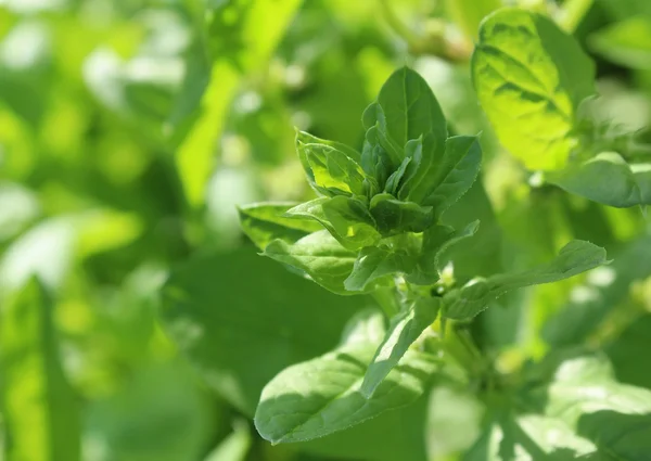 Fresh spinach with water drops — Stock Photo, Image