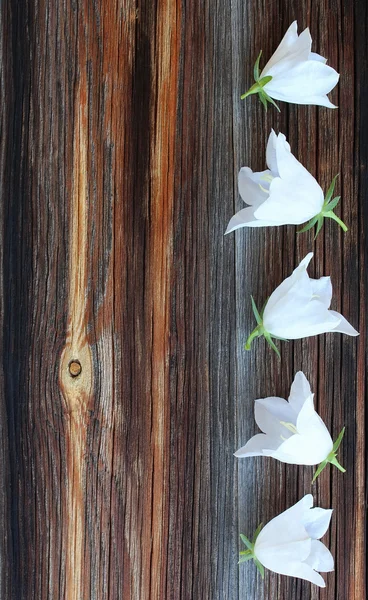 Cinq bluebells blancs sur un vieux fond en bois — Photo