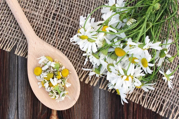 Fresh and dried camomile on wooden background — Stock Photo, Image