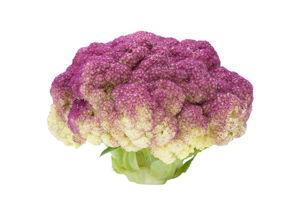 Violet cauliflower isolated on a white background