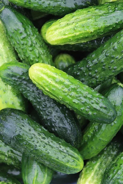 Green, washed, fresh cucumbers — Stock Photo, Image