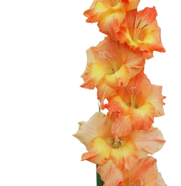 Orange gladiolus isolerad på en vit bakgrund — Stockfoto