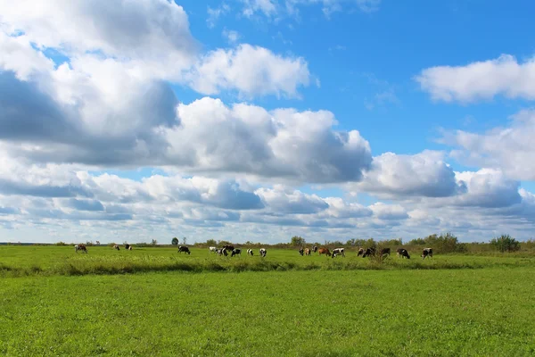 Paisaje rural. Manada de vacas en un campo verde en un día soleado — Foto de Stock