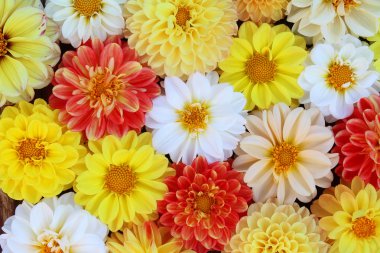 Çiçek arka plan. Beyaz, kırmızı, sarı dahlias gelen buket