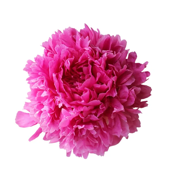 Peônia rosa isolada no fundo branco — Fotografia de Stock