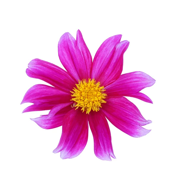 Purple dahlia isolated on white background — Stock Photo, Image