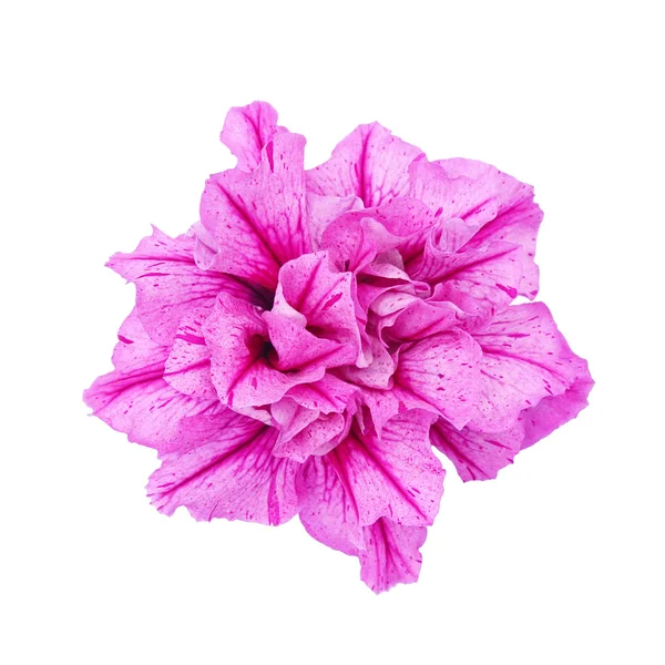 Petunia púrpura aislada sobre fondo blanco Imagen de stock