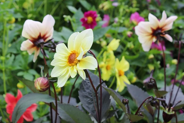 Dalias amarillas florecientes en el jardín Fotos de stock libres de derechos