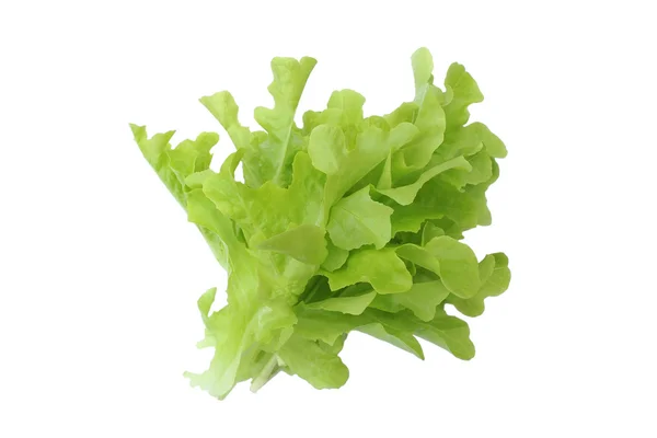 Green fresh lettuce isolated on white background — Stock Photo, Image