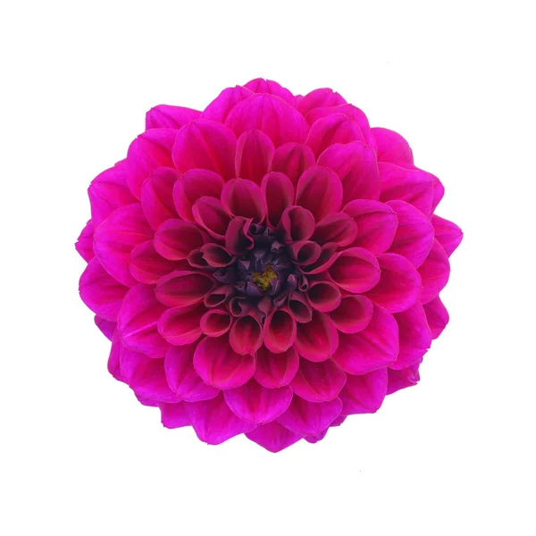 Purple dahlia isolated on white background — Stock Photo, Image