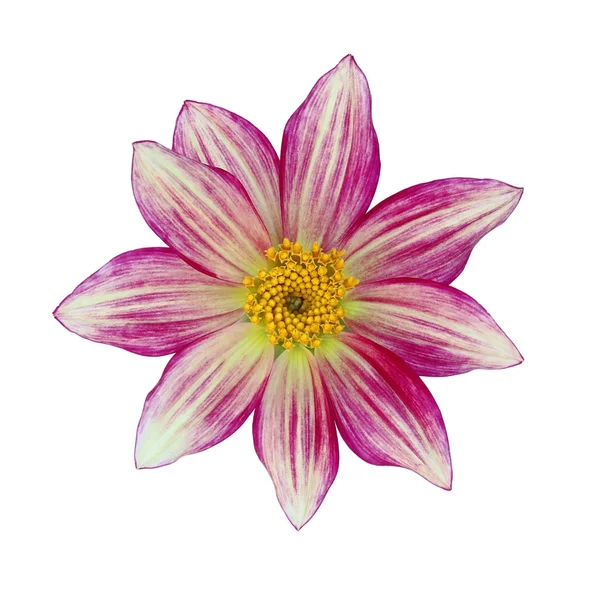 Beyaz arkaplanda mor yıldız çiçeği izole — Stok fotoğraf