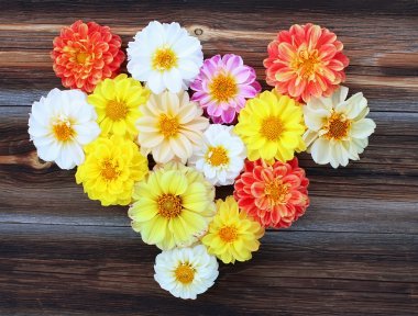 Yıldızçiçekleri eski ahşap zemin üzerine çiçek yürekten