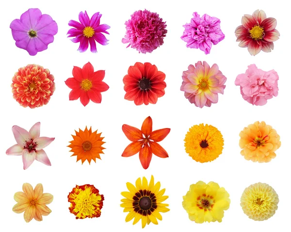 Set de veinte flores aisladas sobre fondo blanco Fotos de stock libres de derechos