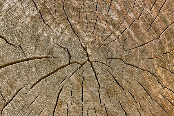 Kawałek Drewna Fakturze — Zdjęcie stockowe