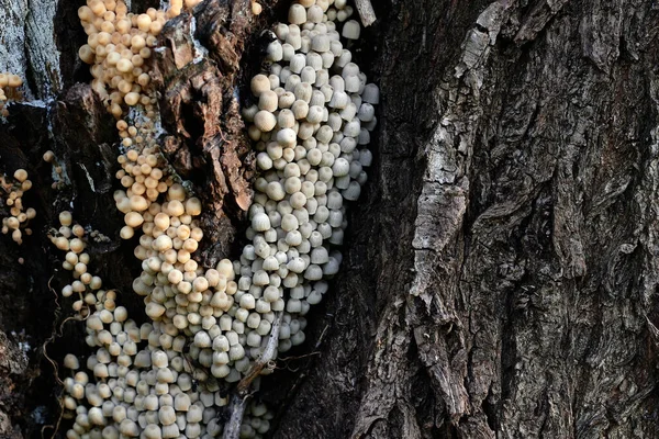 Parasito Fungo Uma Árvore — Fotografia de Stock