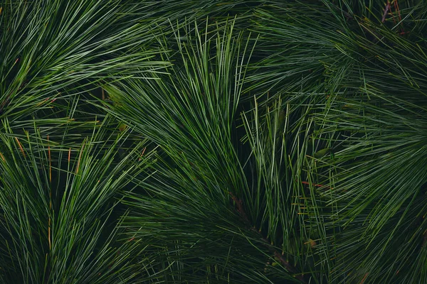 Cerca Foto Hojas Verdes Naturaleza — Foto de Stock