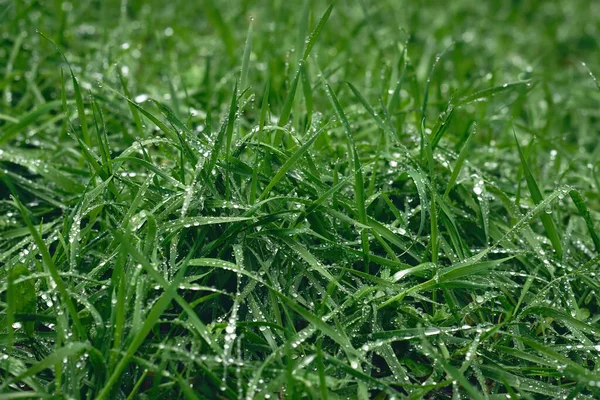 Textur Des Grünen Rasens Nach Regen — Stockfoto