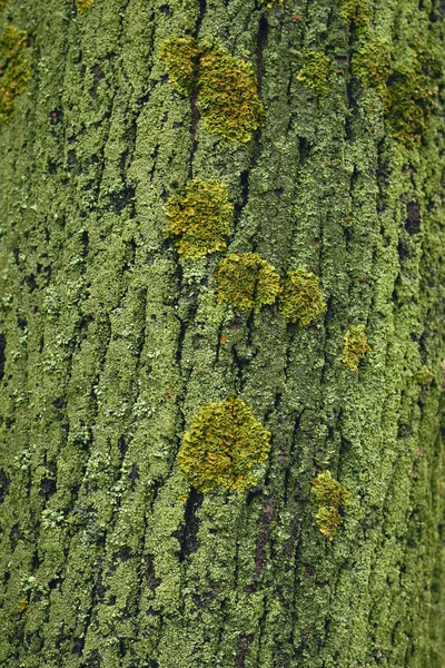 Blisko Kory Drzewa Pokrytego Mchem — Zdjęcie stockowe