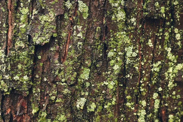 Feche Casca Árvore Coberta Musgo — Fotografia de Stock