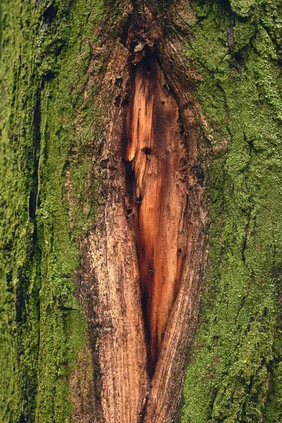Wilder Wald Mit Grünem Moos Bedeckt — Stockfoto