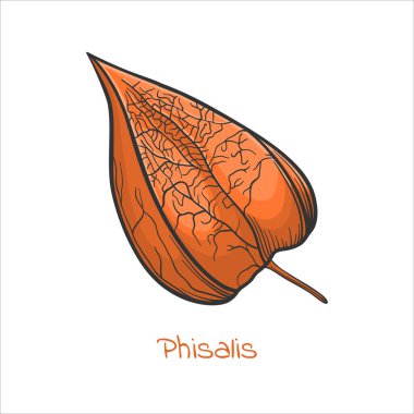 Çizgi film tarzında Physalis, vektör görüntüsü.