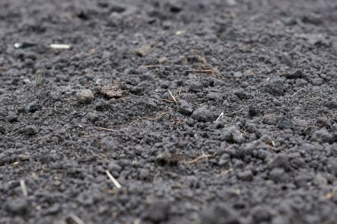 Siyah toprak makro fotoğraf, resmi kapat.